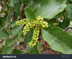 Image result for Embelia