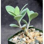 Image result for Kleinia grantii