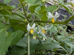 Image result for Solanum giganteum