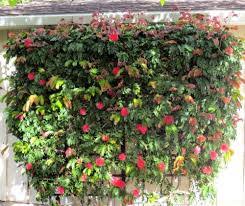 Image result for Calliandra haematocephala
