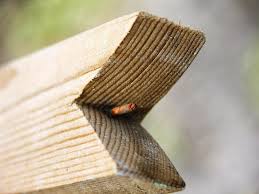 5 out of 5 stars (80) 80 reviews $ 5.00. Xtremehorticulture Of The Desert Using Limb Spreaders In Fruit Trees