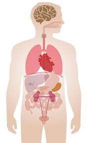 Its function is to transport substances in the blood, around the body. How Does Coronavirus Affect Organs In The Body