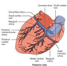 Check spelling or type a new query. Posterior View Of Heart And Blood Supplement Diagram
