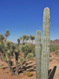 Food—most cacti thrive on several small feedings, rather than a large feeding all at once. Saguaro Cacti Destination Forever Ranch And Gardens