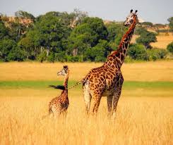 Amazingly a giraffe can go longer without water than a camel can. Giraffe Facts For Kids All You Need To Know
