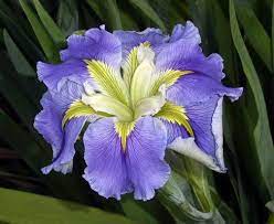 Louisiana Iris Ginny S Choice Iris Flowers Louisiana Iris Iris Garden