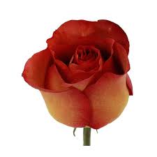 This article explores rose meaning in all kinds of light, like its flower meanings in ancient rome, christianity, alchemy, numerology and more! Bronze Standard Coffee Break Rose