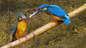 We did not find results for: Kak Zimorodok Delaet Noru Film Studio Aves Youtube