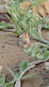 Image result for Gnaphalium polycaulon