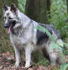 Shiloh Shepherd Puppies Shiloh Puppies Shiloh Shepherd Shiloh Dog Shiloh Shepherd Dog