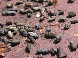 Image result for squirrel poop