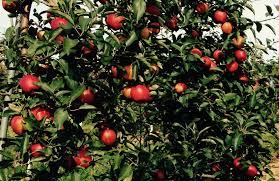 Flowering trees add beautiful pink, red, purple, or white colors to any large or small garden. 10 Secrets For Growing Fruit Trees Toronto Botanical Garden