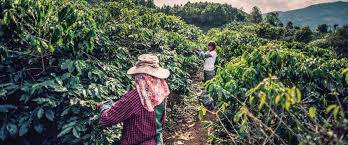 In 2016 alone, 1.8 million tons of coffee worth the equivalent of over $3 billion, was exported from vietnam. Yunnan Coffee Fresh Cup Magazine