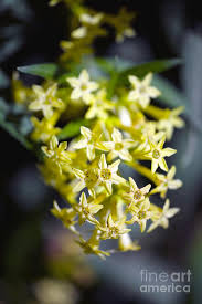 Image result for Cestrum parqui