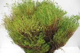 Image result for Euphorbia espinosa