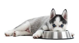 best food for husky puppy a guide to