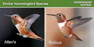They are small hummingbirds about 8 cm long and some are known to fly 2000 miles during. Rufous Hummingbird Identification Characteristics Coloration Size Breeding Range Photographs