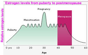 Effects Of Estrogen Women Menstrual Cycle Pregnancy