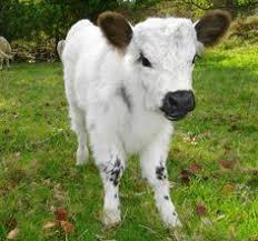 The panda cow has been genetically modified to create its special panda like markings. 20 Miniature Cows Ideas Miniature Cows Mini Cows Miniature Cattle