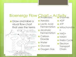 Cell Cycle Mitosis Quiz Ppt Download