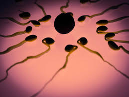 Coq10 is best for women in their late 30's and beyond, as well as those having problems with conceiving a child. Coq10 For Fertility How Coenzyme Q10 Improves Egg Quality In Age Related Infertility To Make A Mommy