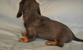 We are looking for a new home for our 9 month old bulldog, rodney. Miniature Dachshund Puppy For Sale Adoption Rescue For Sale In Manchester New Hampshire Classified Americanlisted Com