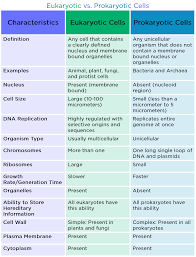 They are eukaryotic cells, meaning that they have a true nucleus and specialized structures called organelles that carry out different functions. Eukaryotic Cell Definition Examples Expii