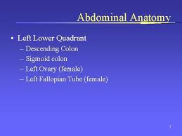 The ovary is the female gonad. Abdominal Trauma The Abdomen Everything Between Diaphragm And