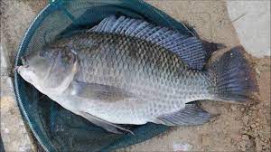 Ikan nila adalah salah satu jenis ikan air tawar yang banyak disukai oleh masyarakat. Cara Mencari Sarang Ikan Nila Habitat Waktu Terbaik Mancing Nila