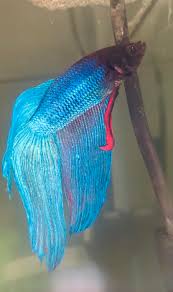Known best for their beautiful fins and color. My Veiltail Betta Thor Bettafish