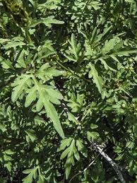 Image result for Bidens bipinnata