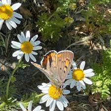 Image result for Ochna leptoclada