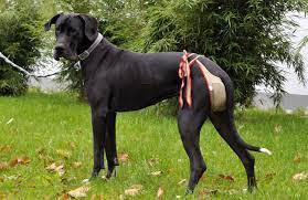 To ensure a stable temperament, english mastiffs need earlier and. Piccobello Dog Diapers Dog Nappies For Female Mastiff Washable Diapers For Incontinent Dogs