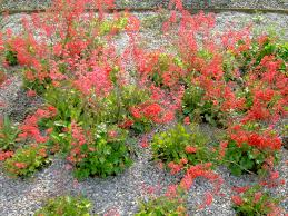 Fichier Heuchera Desespoir Du Peintre Jpg Wikipedia Fill up your borders and containers with these vibrant perennials. fichier heuchera desespoir du peintre