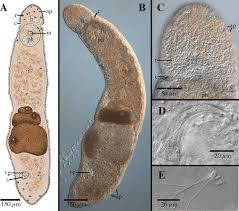 Image result for Polysphaeria harrisii