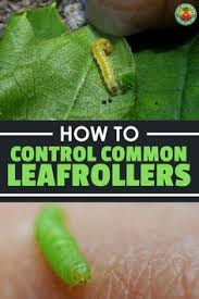 Mealybugs do not bite humans, although coming into contact with these creatures can sometimes cause skin irritation. 500 Garden Pests Ideas In 2021 Garden Pests Pests Garden Pest Control