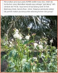 Rumput Pak Laleng Segalanya Tentang Tumbuhan