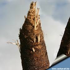 Image result for Xerophyta wentzeliana