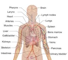 Superficial muscles of the torso. Human Internal Organs Labeled Diagram Anatomy And Structure