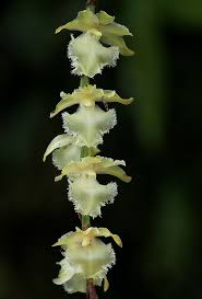 Image result for Diaphananthe fragrantissima