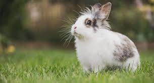 Up to £12,500 vet fees cover each year. Rabbits Insurance Exoticdirect