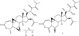 Image result for Neoboutonia melleri