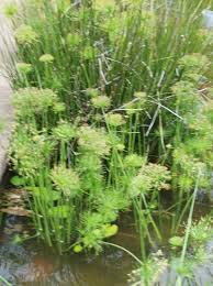 Image result for Cyperus fischerianus