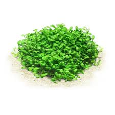 Image result for Glossostelma