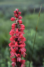 Image result for Satyrium kitimboense