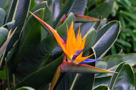 Image result for Strelitziaceae