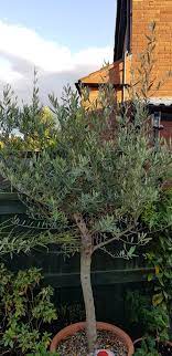 We did not find results for: Olive Tree Dying Bbc Gardeners World Magazine