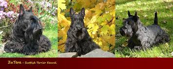 Image result for skotský teriér