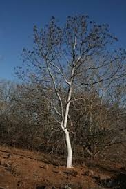 Image result for Boscia matabelensis