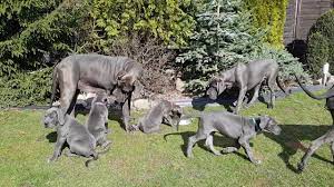 Great danes aren't just dogs. Blue Great Dane Are These Gentle Giants Really Blue